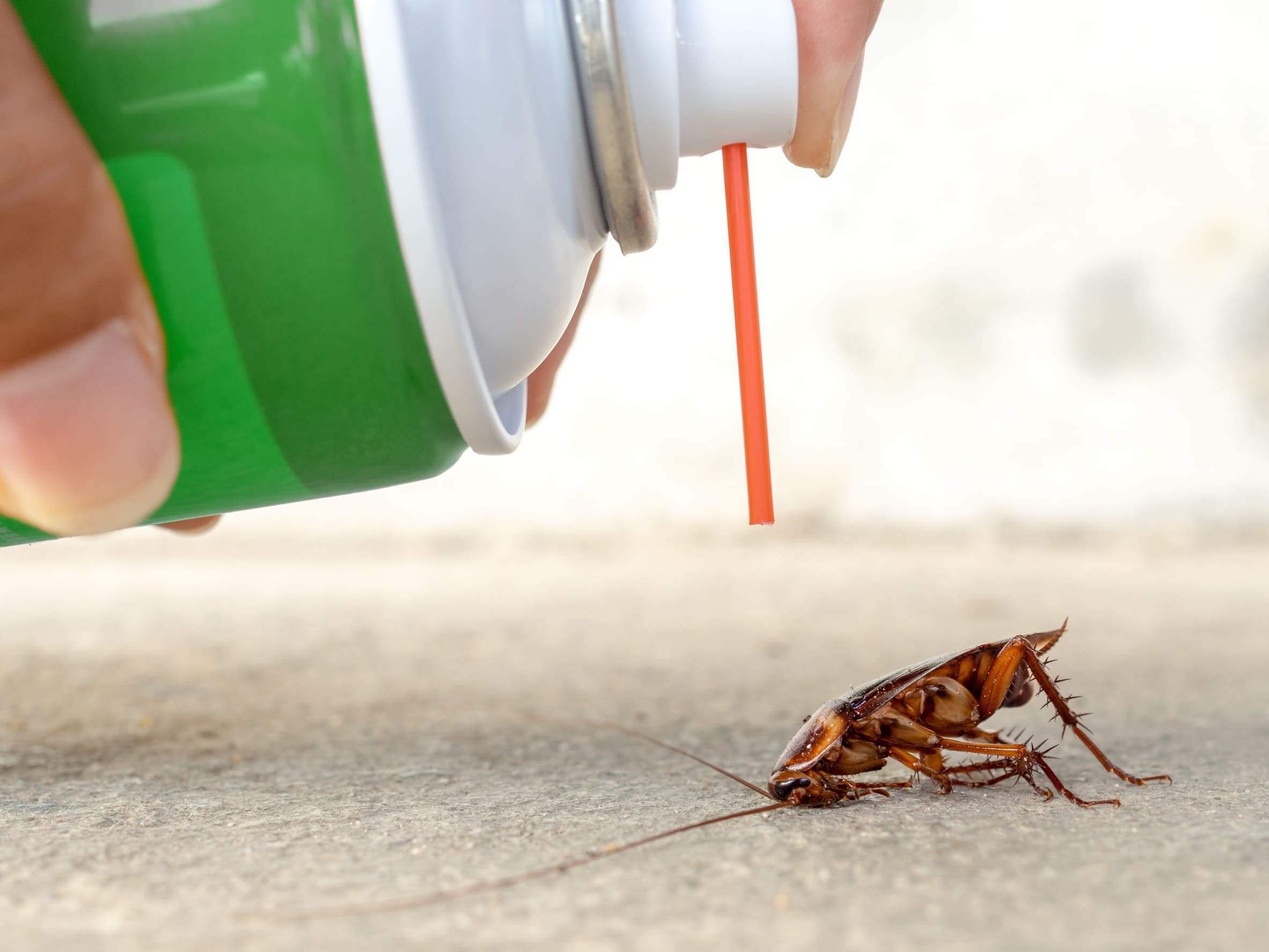 Cucaracha erradicada