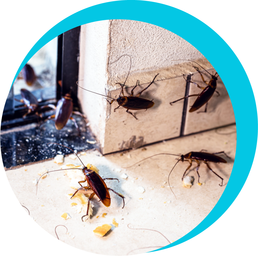 Plaga de cucarachas
